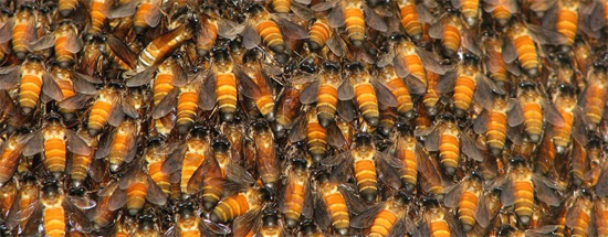 bees - superorganism